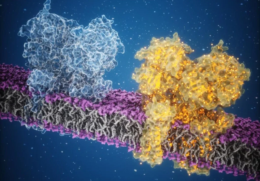 رسانه سازی مغز